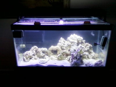 Frontal View - 50g Tank.jpg