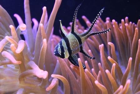 Bangaii-Anem (1)compressed.jpg