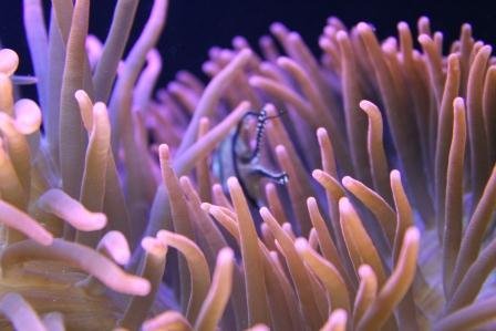 Bangaii-Anem (2)compressed.jpg