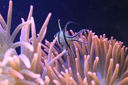 Bangaii-Anem (3)compressed.jpg