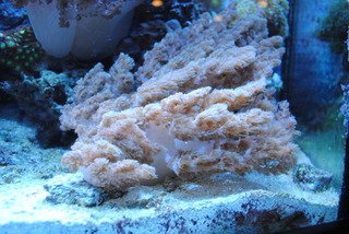DSC_0084.jpg