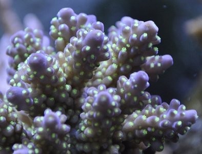 Fiji_Acropora_DSC0331 - Copy.jpg