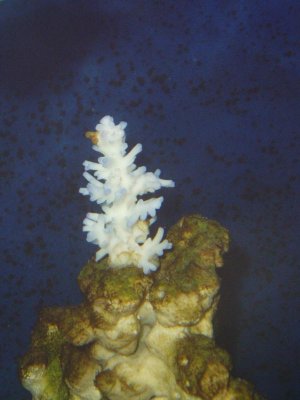 Blue Tip.jpg