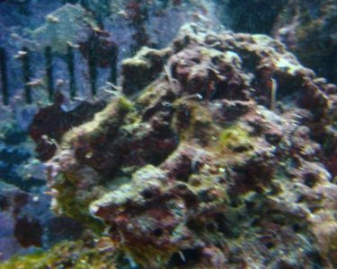 2011 Fish tank 018.jpg