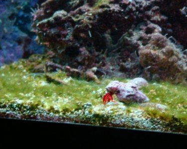 2011 Fish tank 041.jpg