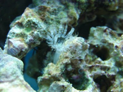 base rock1.jpg