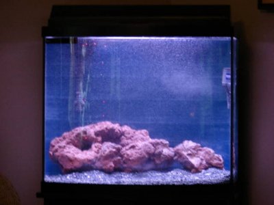 fish tanks 2011 004.jpg