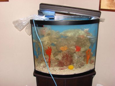 setup and acclimation.jpg
