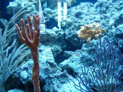 fish tanks 2011 043.jpg