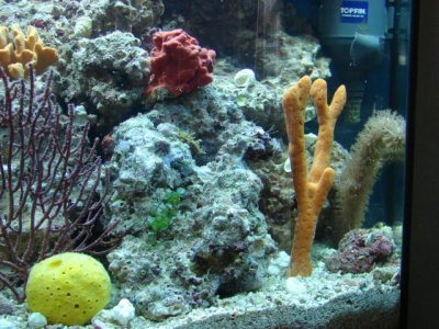 fish tanks 2011 040.jpg