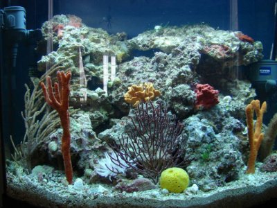 fish tanks 2011 041.jpg