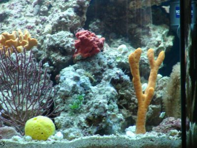 fish tanks 2011 037.jpg