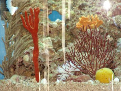 fish tanks 2011 035.jpg