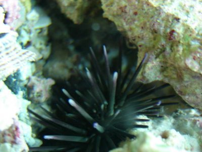 fish tanks 2011 022.jpg