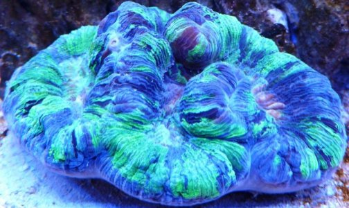 reef 013B.jpg