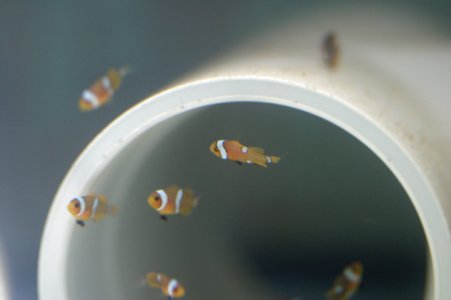 baby clowns 1.jpg