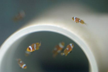 baby clowns 3.jpg