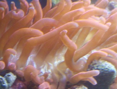 IMG_20110207_183416 (2).jpg