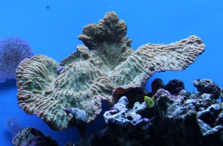 green-coral.jpg