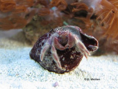 Einsiedler unbekannt (1).jpg