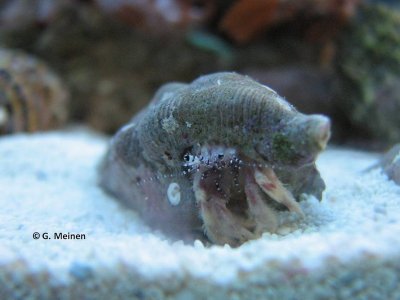 Einsiedler unbekannt (7).jpg