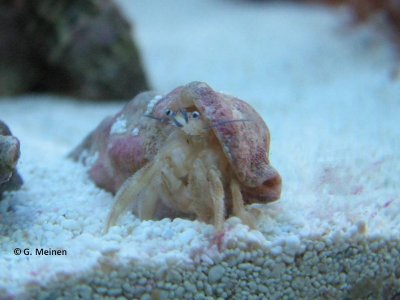 Einsiedler unbekannt (2).jpg