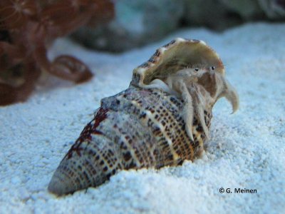 Einsiedler unbekannt (3).jpg