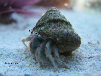 Einsiedler unbekannt (4).jpg