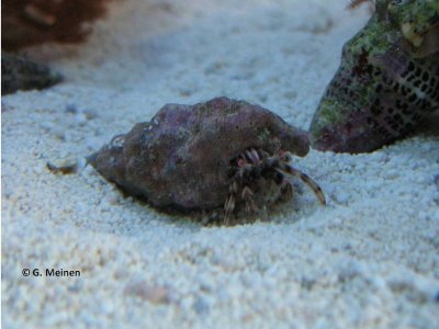 Einsiedler unbekannt (5).jpg