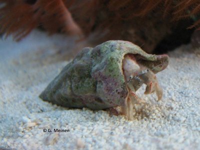 Einsiedler unbekannt (6).jpg