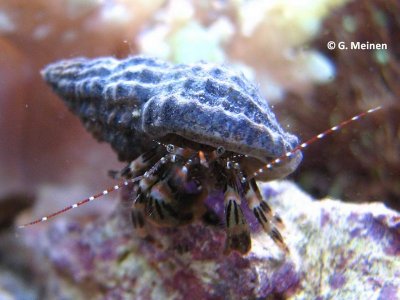 Einsiedler unbekannt (8).jpg