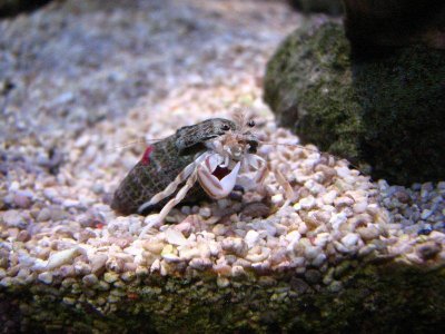 Einsiedler unbekannt (9).JPG