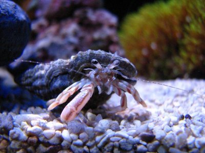 Einsiedler unbekannt (10).JPG