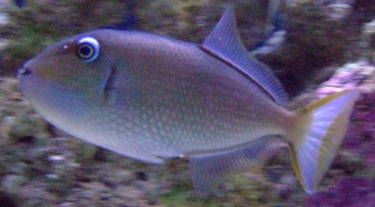 Fish_Feb_2011 043_small.jpg