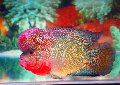 redheaded flowerhorn.jpg