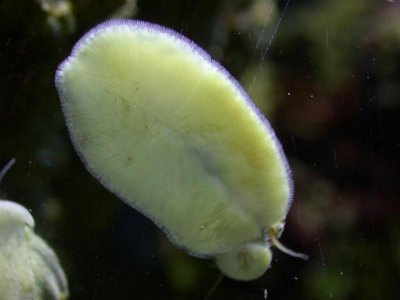 stomatella_varia2b.jpg