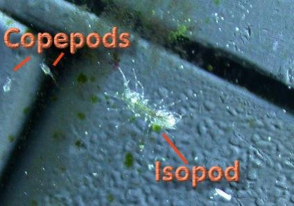 pods1.jpg