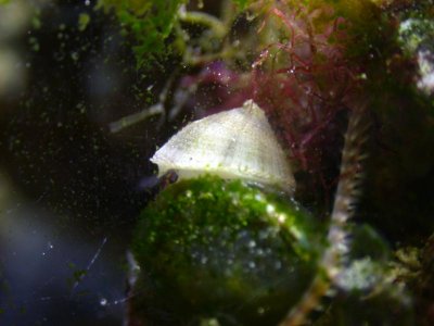 limpet1.jpg