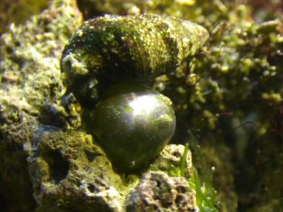 bubble_algae.jpg
