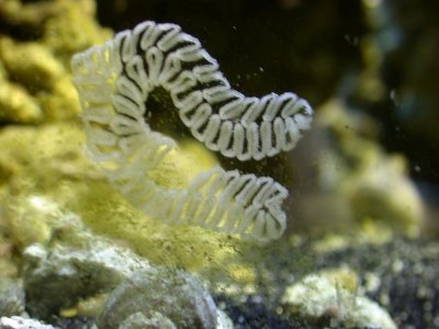 cerith_snail_eggs1.jpg