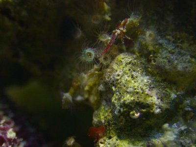 hydroid1.jpg