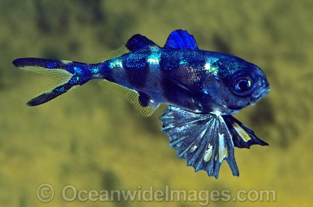 40M1088-03-man-of-war-fish.jpg