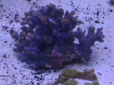 new coral.jpg