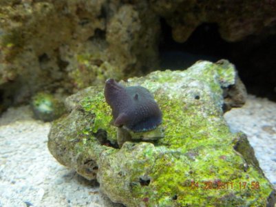 blue green mushroom.jpg