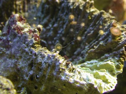 hydroid3.jpg