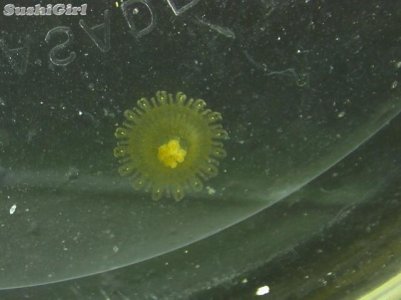 jellyfish10.jpg