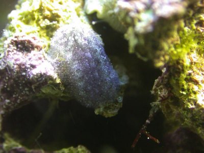 unknown9b.jpg
