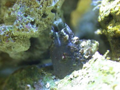 tunicate1.jpg