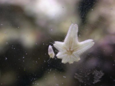 starfish&snail.jpg