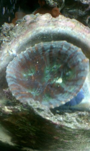 Chalice Frag MTRC-Alabama.jpg